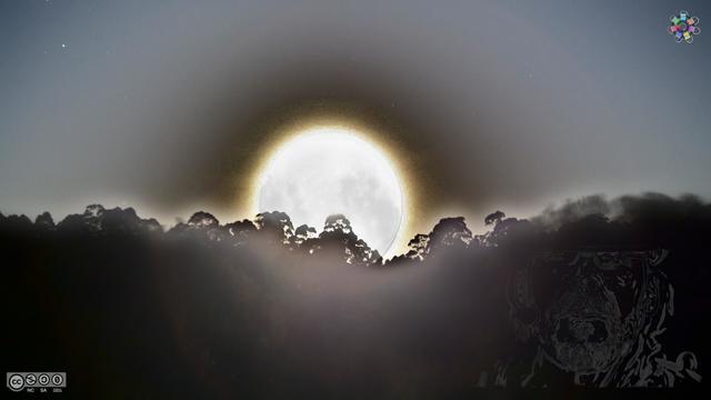 The first full moon of the year arises over the hills of the earth of our grandchildren. A creamy glimmer is surrounding him creating a heavy contrast on the blackish background of a dark starry night, while his incandescente light ignites the mist that lies in the air. The treetops of the eucalyptus that cover the hills reflect their silhouette in a harsh contrast, while the fog that lies over the grasslands covered in darkness, cushions the rising moon in it's sheets.  Somehow, in the darkness of the right lower part of the landscape, the misty fog got caught in the bearded reflection of the bauhelm podcaster. The opaque copyLeft flower in the right upper corner indicates the true nature of this rising moon in the spaces reserved for our grand children.