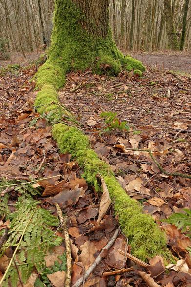 a focus stacked photo of a tree in the woods, it has put out one long root which is covered in green moss like the foot of the tree, surround by brown leaf litter. A snow flattened fern lurks in one corner