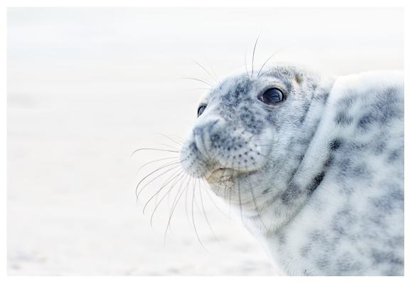 Junge Kegelrobbe

Young gray seal