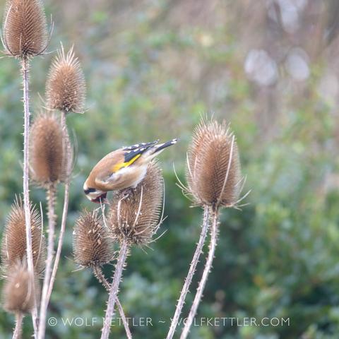 The photograph shows a goldfinch on the seedhead of a teasel. The bird is bending down to pick seeds.