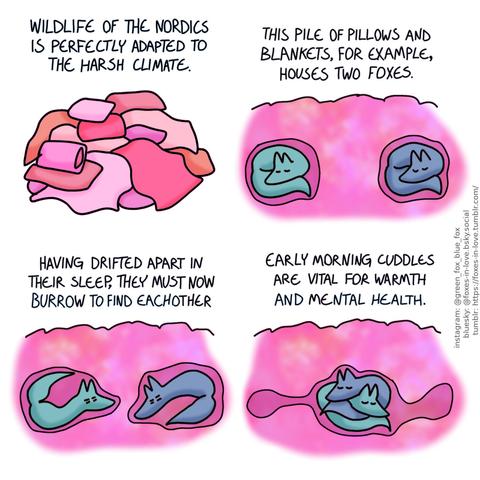 A comic of two foxes, one of whom is blue, the other is green. In this one, we are viewing at a pile of pillows and blankets, as a calm voice narrates the scene. Narrator: Wildlife of the nordics is perfectly adapted to the harsh climate.  In a cross-section of the blanket pile, we see Blue and Green curled up in their own snug little nests dug into the pillow pile, sleeping comfortably. Narrator: This pile of pillows and blankets, for example, houses two foxes.  Drowsy from waking up, the foxes start to make their way towards each other, making a tunnel through the blanket mass. Narrator: Having drifted apart in their sleep, they must now burrow to find each other.  Reaching a spot halfway between their own original nesting places, the foxes cuddle up and continue to sleep. Narrator: Early morning cuddles are vital for warmth and mental health.