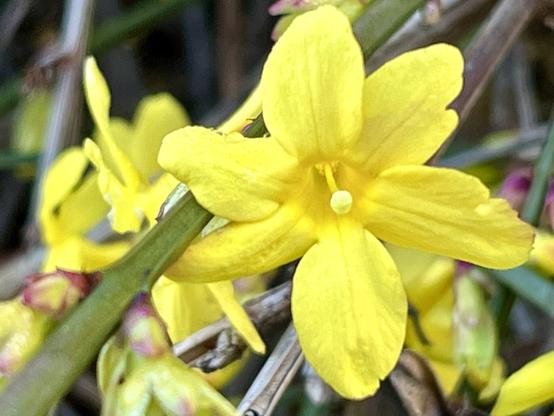 Colour photo of a six-petalled bright yellow flowers and a single slightly paler yellow round stamen. The petals are arranged so that the flower looks like the face of a leonine or dog-like little creature, with the stamen for an eye, and the uppermost three petals like ears or a mane. The two petals on the left are positioned either side of a thin green stem, making it look as if the flower-lion-dog creature is having a munch on it.