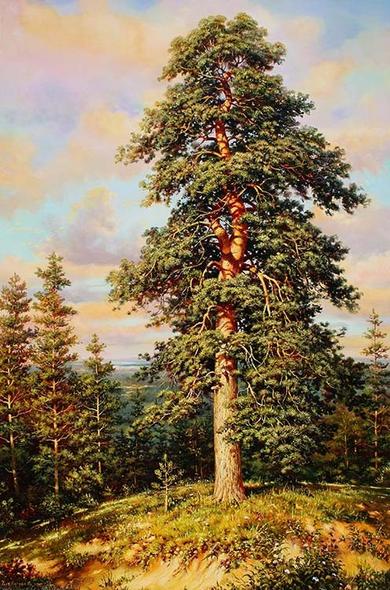 A summer forest landscape with a majestic pine tree towering on a sandy hillock.