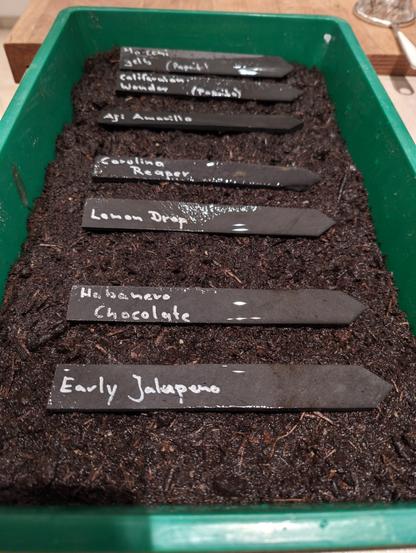 Pflanzschale mit etwas Erde und beschrifteten Schildchen