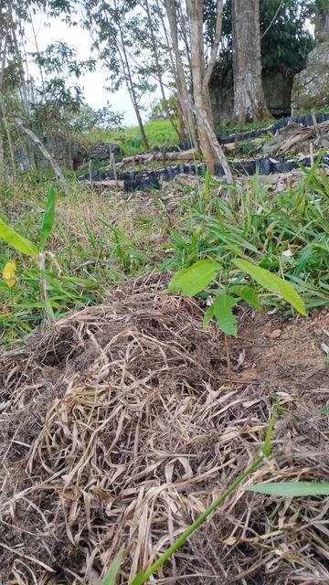 A baby cacao tree is shown in the foreground of the picture. In the background the coffee nursery is visible.