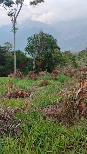 A view of a pasture in the process of being reforested. Each bunch of dried branches is actually an improvised shade structure protecting a baby cacao tree.