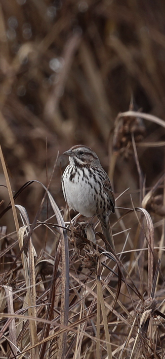 A well-camouflaged song sparrow in the marshes