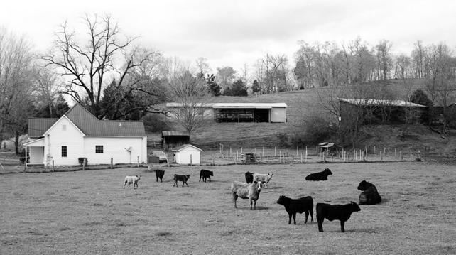 Black and white image featuring cows in a pasture. They're looking in various directions. 

Beyond the cows stand a farmhouse and a couple of barns on a hillside. The surrounding trees are mostly bare as this was taken in early Spring.