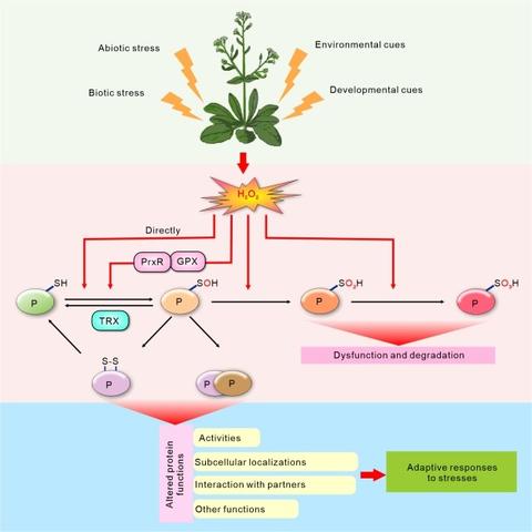 Flow diagram to illustrate the many roles of ROS in plants--in response to environmental and developmental cues as well as adaptive responses to biotic and abiotic stress.
