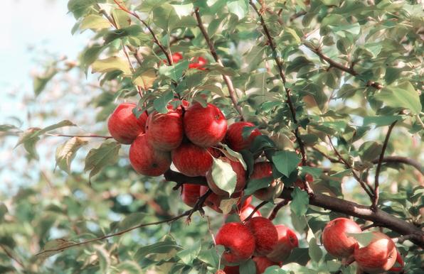Photo of some apples on a branch of an apple tree.