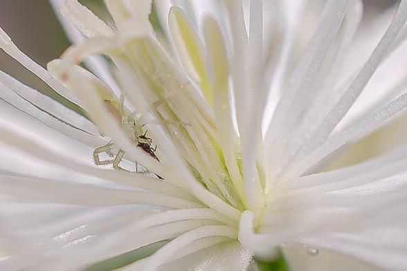 Image of the interior of a white clematis flower with a spider with a black fly in its clutches. This species of clematis (Clematis terniflora or sweet autumn clematis seems probable) has small white flowers with four petals radiating from a center with multiple white stamens with white anthers and a white pistil with a white stigma. The spider is likely a crab spider (Thomisidae Family) aka flower spider or flower crab spider. They are know for using flowers as their hunting grounds where they ambush prey. Their ambush success is often aided by the color of the spider's exoskeleton which, in this case, resembles the color of the flower in which they reside. Some species of crab spider are able to change the color of their exoskeleton over the course of several days to match the flower's color.