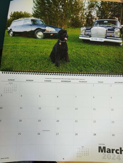 Photo of a black standard poodle named Frankers sitting in front of a Citroen station wagon and a vintage Mercedes sedan