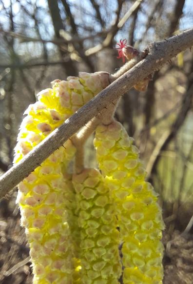 Sonnenbeschienener Zweig mit kleiner Blüte wie im ersten Tröt gezeigt und darunter 4 leuchtend-gelbe Haselkötzchen in voller Blüte.