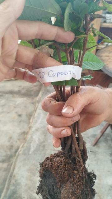 A bundle of plants are suspended in Michael's hands. The tag reads Copoazu.