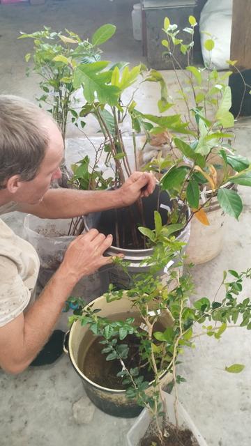 Michael squats down besides various buckets of saplings, inspecting and organizing the new arrivals.