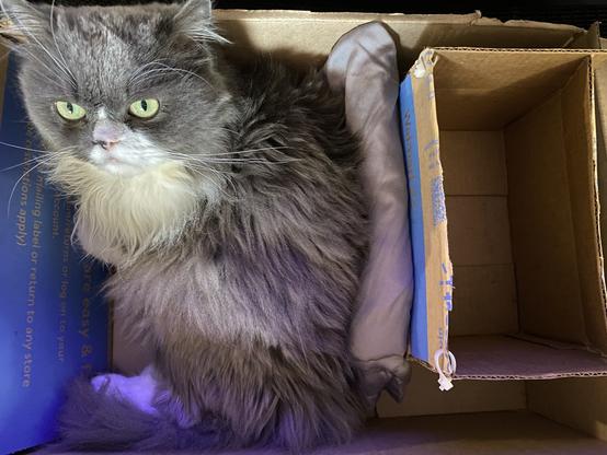My grey and white Persian cat curled up inside a cardboard box with a smaller cardboard box inside.