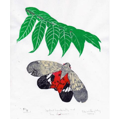 My linocut print of own ailanthus branch in red-brown with green leaves above a flying spotted lanternfly (upper wings cream with a black pattern and lower wings are black spots on red with a stripe of white and black tips) on white washi paper.