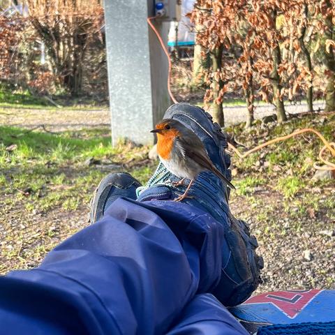 A small bird - a robin - perched atop my outstretched legs.