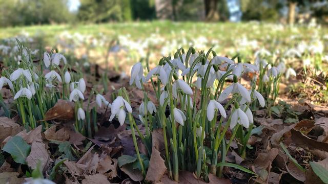 Clumps of snowdrops in the foreground. Blurred snowdrops, grass and trees on the horizon in the background.