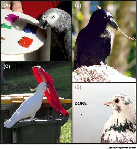 Smart birds. 
(A) African gray parrot Alex working on a task in which he had to name objects according to their color or tell the color of a certain object. Picture credit by Jenny Pegg and The Alex Foundation. 
(B) A New Caledonian crow holding a leaf stalk, a tool used to forage beetle grubs. Picture credit by Gavin Hunt. 
(C) A sulfur-crested cockatoo opening the lid of a household bin to scavenge food. Picture credit by Barbara Klump.
(D) A pigeon working on an orthography task in which it had to peck the word or the star for correctly or incorrectly written words, respectively.

https://doi.org/10.1016/j.tics.2023.11.002