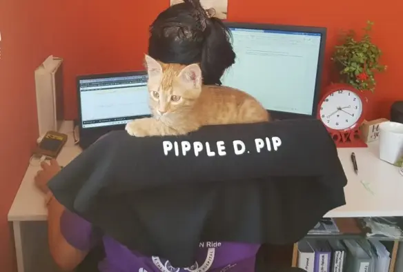 Advertising photo taken from behind of a person working on a computer while wearing a bolster across their back. There is a charming orange cat resting on the bolster. The bolster is labeled Pipple D. Pip.