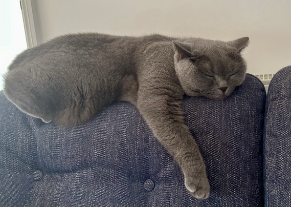 Photo of a British blue cat, laying on the back of the sofa with one arm down the side and eyes closed, looking cosy.