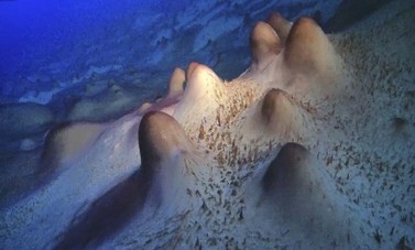 Stromatolite structures found at the bottom of Lake Untersee, Antarctica. (photo from Andersen et al., 2011, Geobiology).