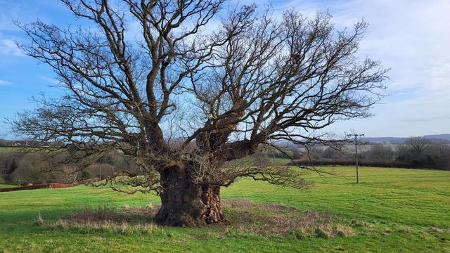 A view of a gnarly old oak tree, standing alone in a grassy field.
Blue sky behind.