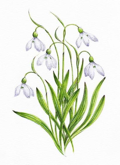 Painting of snowdrops flowers on a white background.