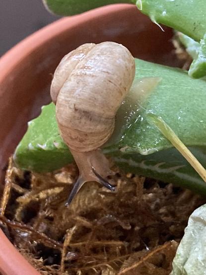 A closeup photo of a tiny snail with a white shell and a milk-white body. It is perched on the leaf of a potted succulent and is peering downward with contrastingly dark eyestalks.