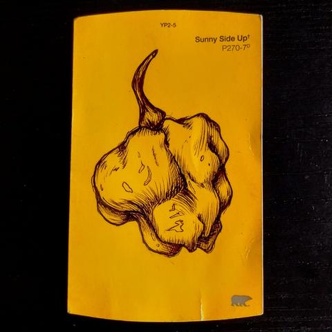 A ballpoint ink sketch of a ripening Scotch Bonnet pepper, for the Inktober 2023 Day 12 prompt: Spicy (prompt spells it as "Spicey").  It is drawn on a golden yellow Behr brand paint chip card; the color name is Sunny Side Up.