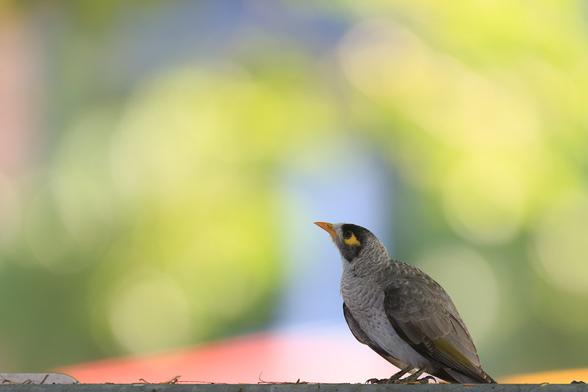 Noisy Miner standing on a metal sign top, but with a lot of out of focus colour behind it (green, blue, yellow, red).