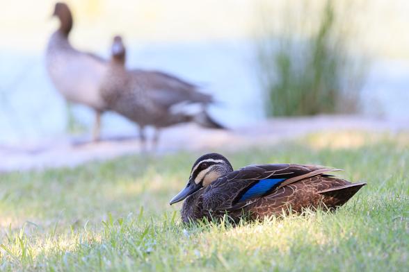 A Pacific Black Duck, hunched down in loaf form on the grass, while two Australian Wood Ducks (out of focus) look on from beside the lake.