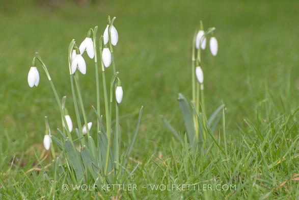 The photograph shows flowering snowdrops (Galanthus ikariae) in the grass.