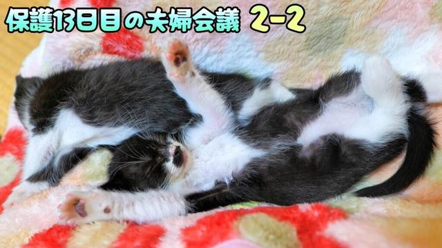 道路のずぶ濡れ子猫保護13日目の夫婦会議【2-2】