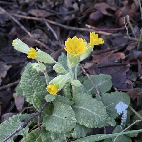 a small cowslip plant on dead leaves in a hedgerow. There are four tiny yellow flowers on ling stems, and two more buds