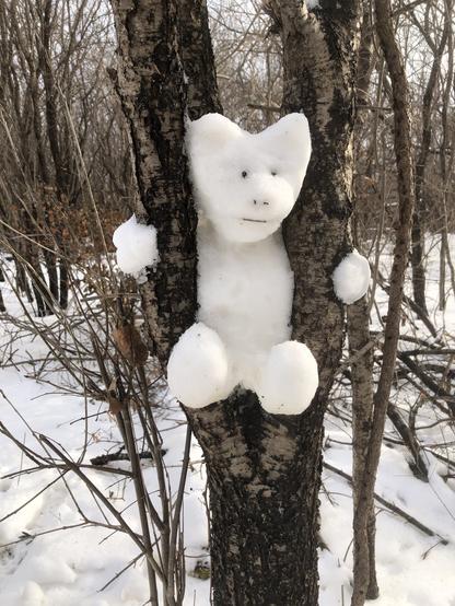 Snow bear sitting in the Y shape branch of a tree, holding on with hands around the outside of the two fork sides.