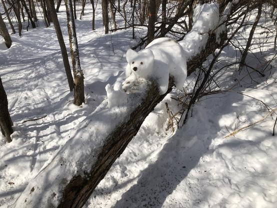 Snow bear facing a snow squirrel.  Sitting on a horizontal willow tree trunk.