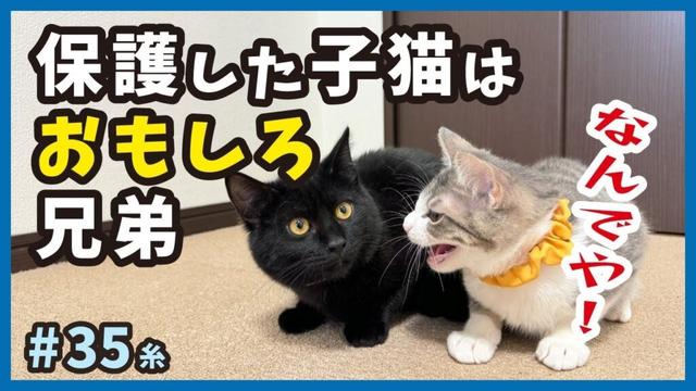 【保護猫 兄弟】可愛い子猫が白熱の戦い！数ヶ月ぶりの兄弟ニャンプロに兄が興奮、弟タジタジ‥。【糸34】