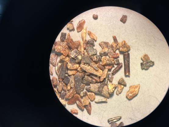 A collection of various fossil fragments, including some long bones, scutes, and others.