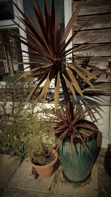 #InMemory of our #LateLamentedPlanter... 

#IT #ServedUsWell; #RightUpUntil #ITBroke, and then #IT didn't...

We'll #FindAnotherUse for #IT... #DontWorry