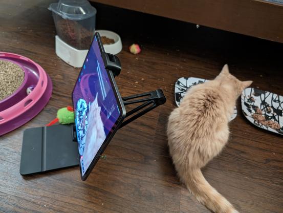 Backside of buff tabby kitten leaning over a plate next to an iPad on a black stand with image of the cat on the screen