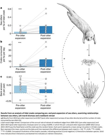 charts and schematic images - Results from an analysis of tidal creeks comparing pre- and post-expansion of sea otters, examining relationships between sea otters, salt marsh biomass and creekbank retreat.