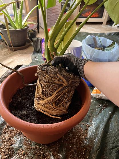 A photo of the base of the monstera plant showing terribly tangled, very thick roots. I am holding the plant over a larger pot that I am going to plant it in.