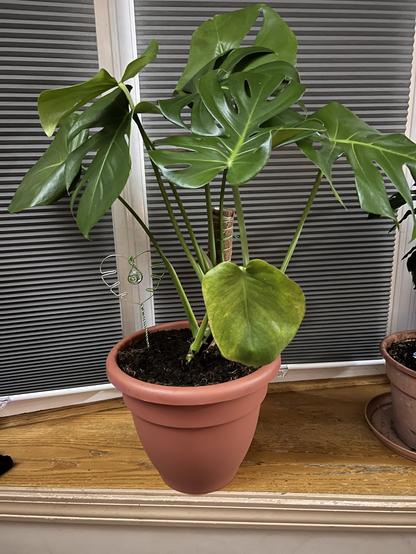 A photo of the monstera, repotted in a larger pot and braced on a moss pole in the back of the pot. There is also a small wire design shaped like a monstera leaf on a stake in the pot. The plant is on a wood ledge of a bay window, with grey window shades closed behind it.