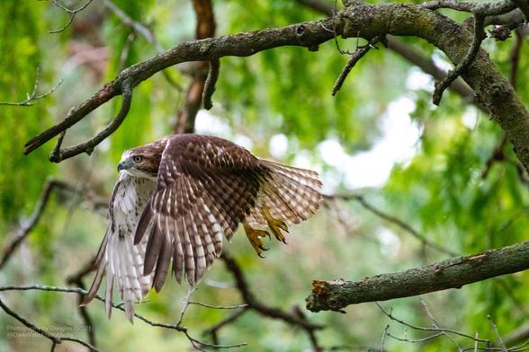 Red tailed hawk, wings on the downbeat - just slipping on through the area, near to exiting stage left of the edge of the image.