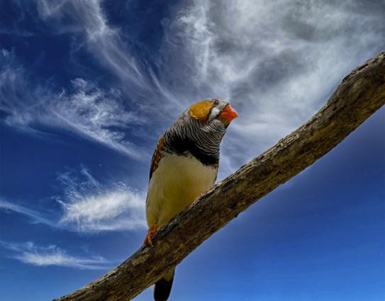 Zebra Finch on a tree branch against blue sky in New Zealand