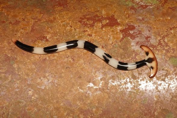 A worm with a striped black and white body with an orange head with black spots that resembles a hammerhead shark
