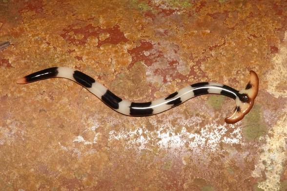 Same description as first image.