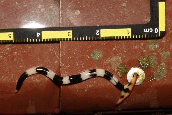 A ruler placed next to the worm, showing its length to be about 4-5 cm.